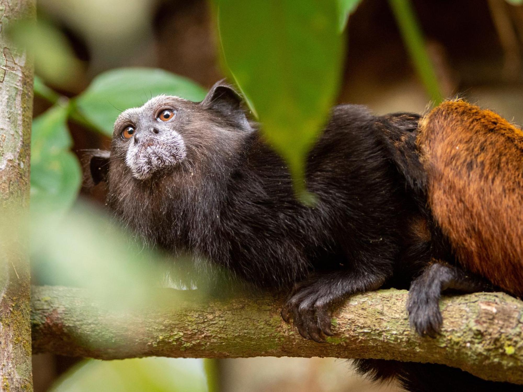 Refugio Amazonas Lodge Tambopata Εξωτερικό φωτογραφία