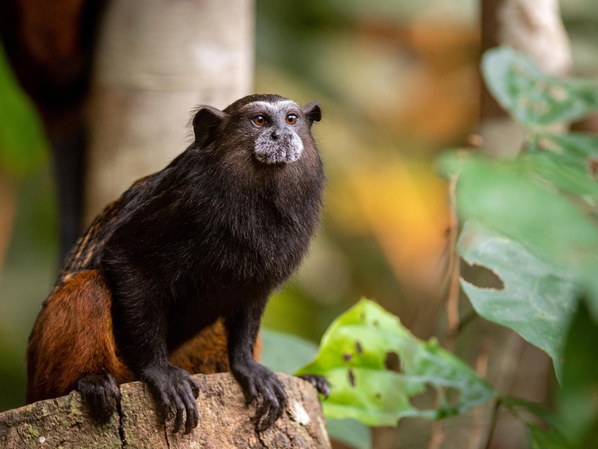 Refugio Amazonas Lodge Tambopata Εξωτερικό φωτογραφία